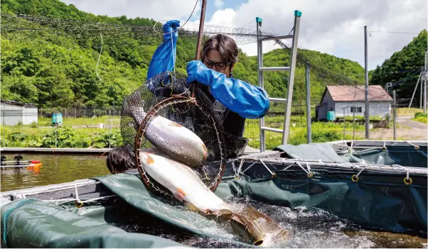 魚の選別と移動