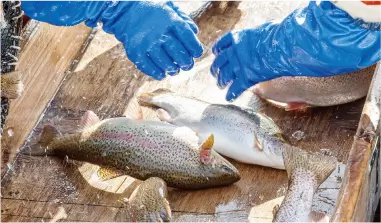 魚の選別と移動